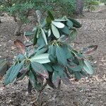 Rhododendron kesangiae Yaprak