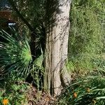 Hoheria sexstylosa 树皮