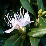 Rhododendron augustinii Flor
