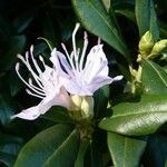 Rhododendron augustinii Flower