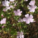 Malva hispanica Blomma