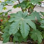 Ricinus communisFrunză