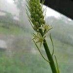 Albuca bracteata Flor
