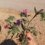 Echium sabulicola Цветок