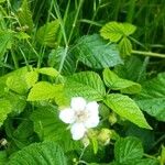 Rubus caesiusΛουλούδι