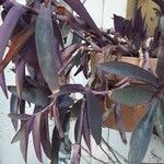 Tradescantia pallida Yaprak