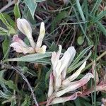 Astragalus monspessulanus Cvet
