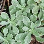 Antennaria parvifolia Ліст