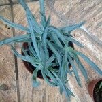 Dudleya densiflora Φύλλο