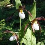 Cypripedium montanum Blomst