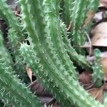 Huernia macrocarpa Habit