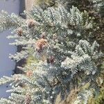 Ozothamnus rosmarinifolius Flor