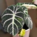 Alocasia reginula Лист