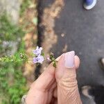 Clinopodium nepetaBlomst