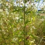Erigeron strigosus Likasa