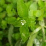 Stellaria apetala Fuelha