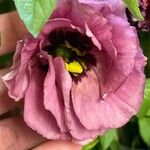 Eustoma russellianumFlor