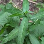 Persicaria hydropiper Φύλλο