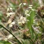 Plantago sempervirens Fruit