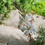 Oenothera lindheimeri Λουλούδι