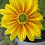 Rudbeckia hirta Flower