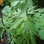 Trollius asiaticus Leaf