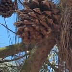 Pinus coulteri Fruit