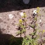 Rorippa palustris Yaprak