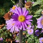 Aster amellusFlor