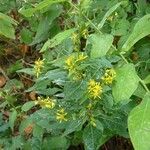 Solidago macrophylla Annet