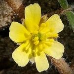 Tribulus terrestrisCvet