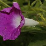 Ipomoea nil Flower