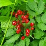 Actaea rubra Fruchs