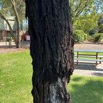 Eucalyptus sideroxylon Kéreg