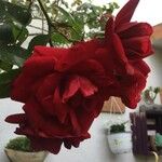Rosa × beanii