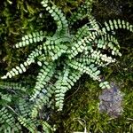 Asplenium trichomanes Συνήθη χαρακτηριστικά