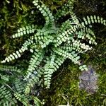 Asplenium trichomanes 整株植物