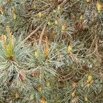 Pinus cembra Fruto