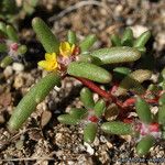 Portulaca halimoides Habitat