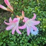 Amaryllis belladonnaFlower