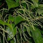 Alchorneopsis floribunda Fulla