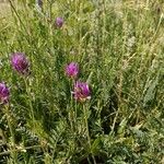 Astragalus onobrychis Flors