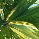 Sabal mexicana Blad