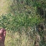 Eupatorium altissimum Levél