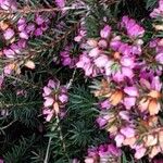 Erica carnea फूल