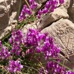 Polygala nicaeensis Flower