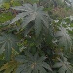 Ricinus communisLeaf