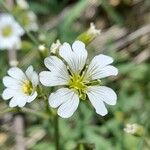 Cerastium arvenseBlüte