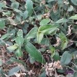 Gibasis geniculata Blad