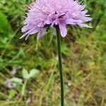 Knautia basaltica Flower